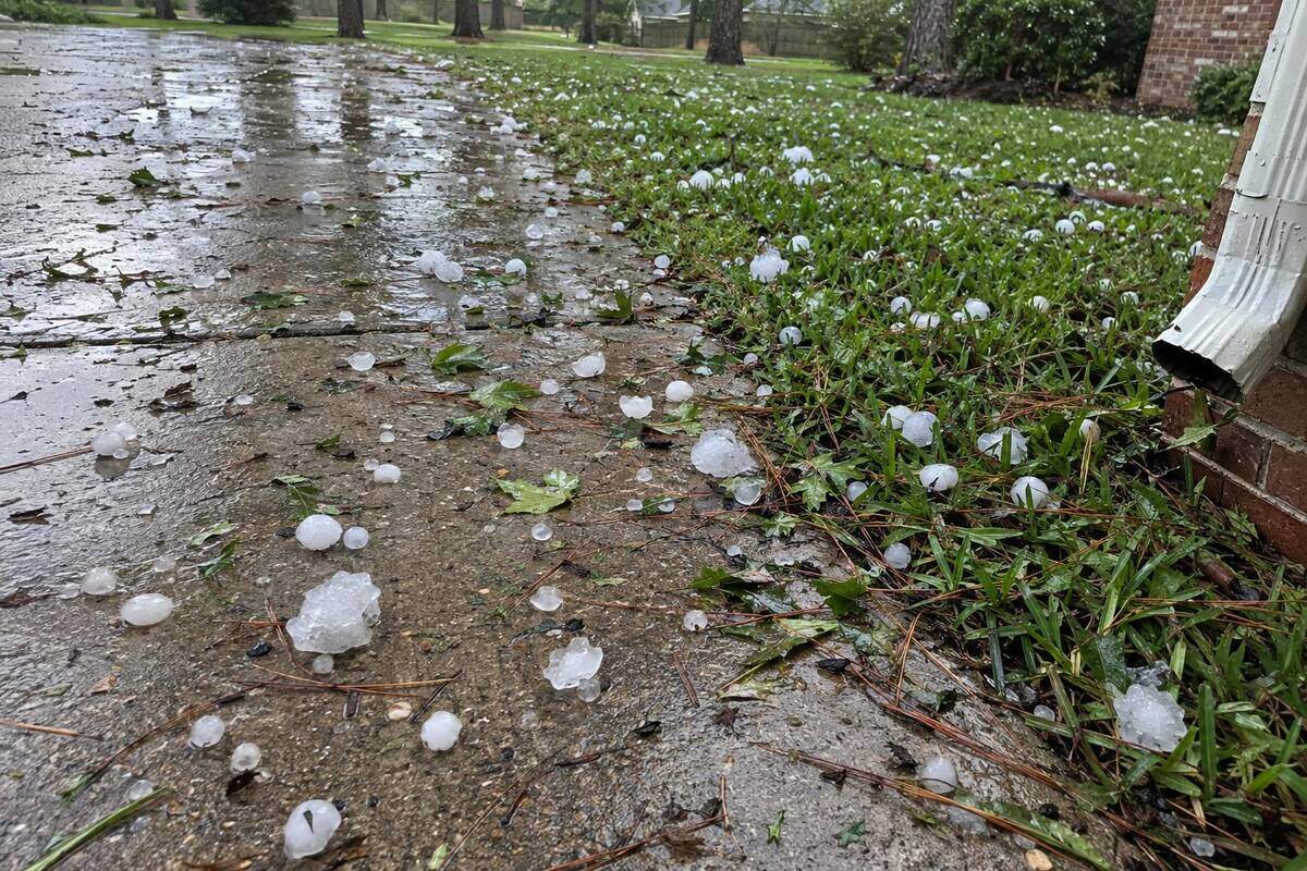 Hailstones of mixed sizes scattered on a wet concrete driveway and the grass beside it, with shredded leaves