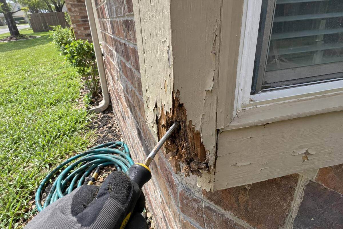 Screwdriver pushed into a soft, rotted corner board beside a window on a brick house